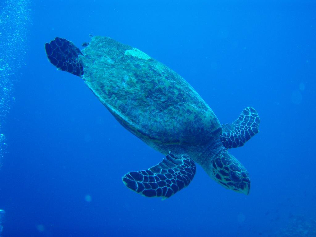 Shamar Guesthouse & Dive Maamigili Exteriér fotografie