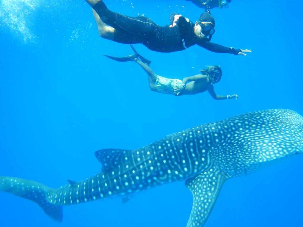 Shamar Guesthouse & Dive Maamigili Exteriér fotografie
