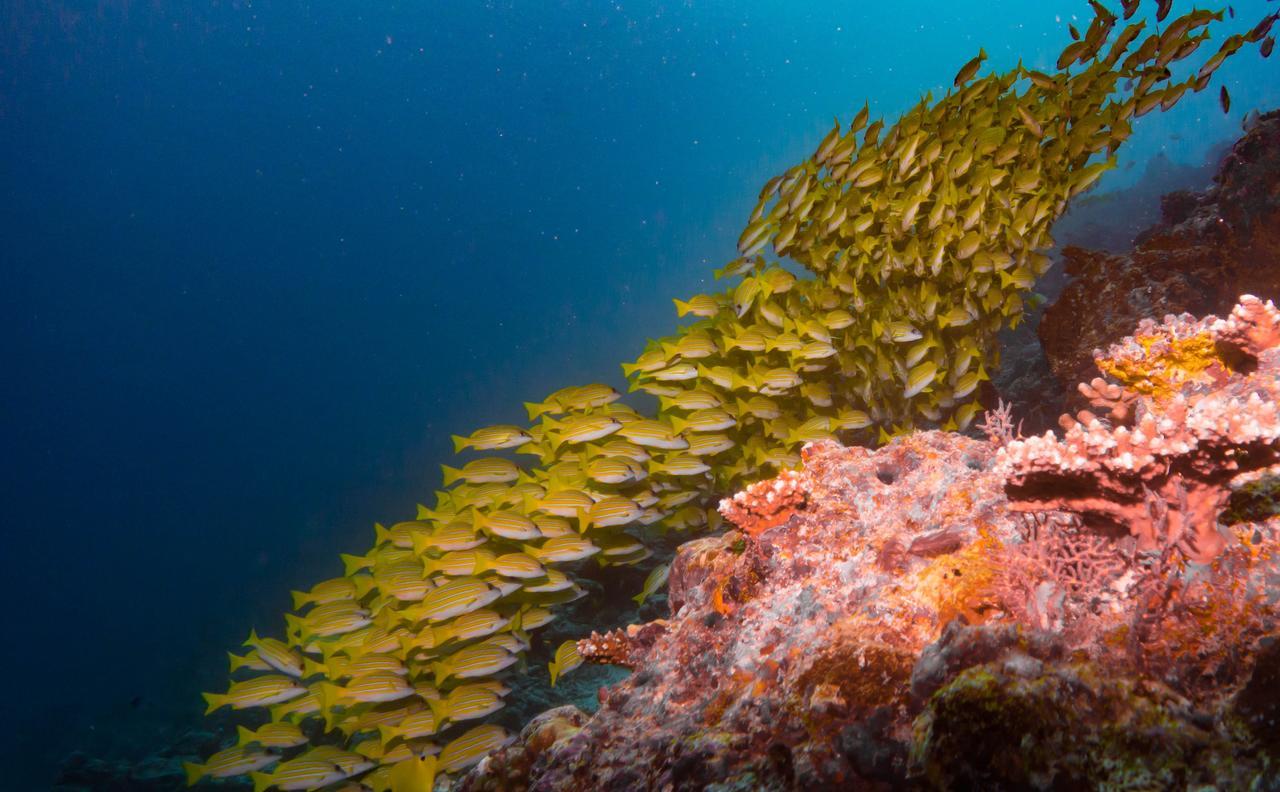 Shamar Guesthouse & Dive Maamigili Exteriér fotografie